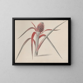 Natural History of Saint-Domingue Pl184 - René de Rabi — framed artwork on a wall