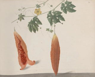 Natural History of Saint-Domingue Pl185 - René de Rabi — artwork view