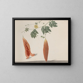 Natural History of Saint-Domingue Pl185 - René de Rabi — framed artwork on a wall