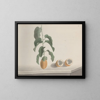 Natural History of Saint-Domingue Pl186 - René de Rabi — framed artwork on a wall