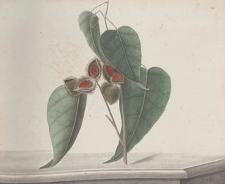 Natural History of Saint-Domingue Pl187 - René de Rabi — artwork view