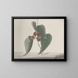 Natural History of Saint-Domingue Pl187 - René de Rabi — framed artwork on a wall