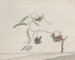 Histoire naturelle de Saint-Domingue Pl188 - René de Rabi — artwork view