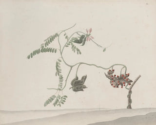 Histoire naturelle de Saint-Domingue Pl188 - René de Rabi — artwork view