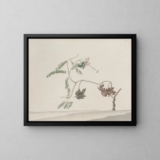Histoire naturelle de Saint-Domingue Pl188 - René de Rabi — framed artwork on a wall