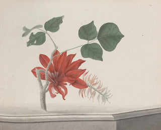 Natural History of Saint-Domingue Pl189 - René de Rabi — artwork view