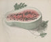 Natural History of Saint-Domingue Pl190 - René de Rabi — artwork view