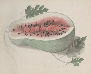 Natural History of Saint-Domingue Pl190 - René de Rabi — artwork view