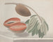 Natural History of Saint-Domingue Pl191 - René de Rabi — artwork view