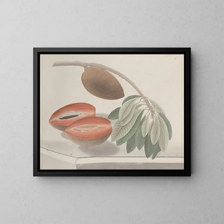 Natural History of Saint-Domingue Pl191 - René de Rabi — framed artwork on a wall