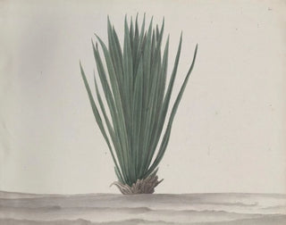 Natural History of Saint-Domingue Pl192 - René de Rabi — artwork view