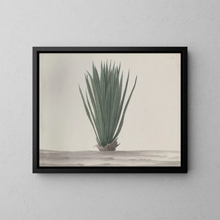 Natural History of Saint-Domingue Pl192 - René de Rabi — framed artwork on a wall