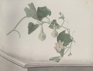 Natural History of Saint-Domingue Pl193 - René de Rabi — artwork view