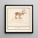 Reindeer Rangifer tarandus - Anselmus Botius de Boodt — framed artwork on a wall