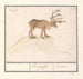 Reindeer Rangifer tarandus - Anselmus Botius de Boodt — artwork view