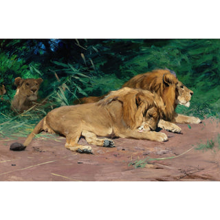 Reproduction Lions au repos - Wilhelm Kuhnert