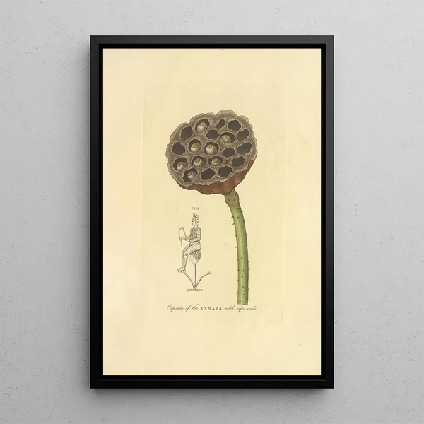 Capsule du Tamara avec graines mûres - Richard Duppa — framed artwork on a wall