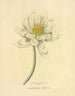 Egyptian Lotus Painting - Richard Duppa — artwork view