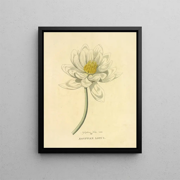 Egyptian Lotus Painting - Richard Duppa — framed artwork on a wall