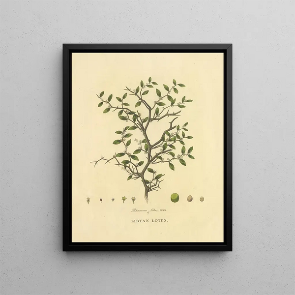 Lotus Libyan - Richard Duppa — framed artwork on a wall