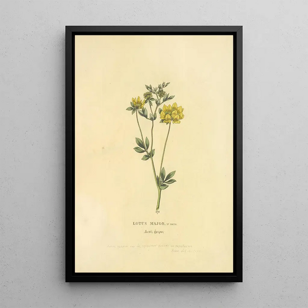 Lotus Major Painting - Richard Duppa — framed artwork on a wall
