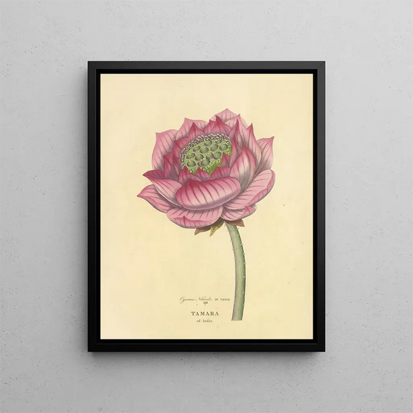 Tamara de l'Inde - Richard Duppa — framed artwork on a wall