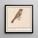 Ringmus Passer montanus - Anselmus Botius de Boodt — framed artwork on a wall