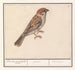 Ringmus Passer montanus - Anselmus Botius de Boodt — artwork view