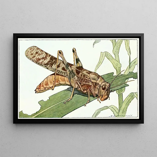 Criquet de Caroline - Robert Evans Snodgrass — framed artwork on a wall