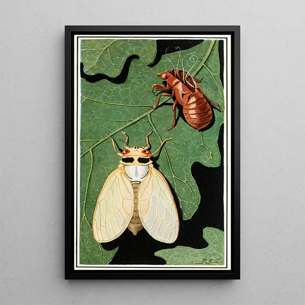 Cicada - Robert Evans Snodgrass — framed artwork on a wall