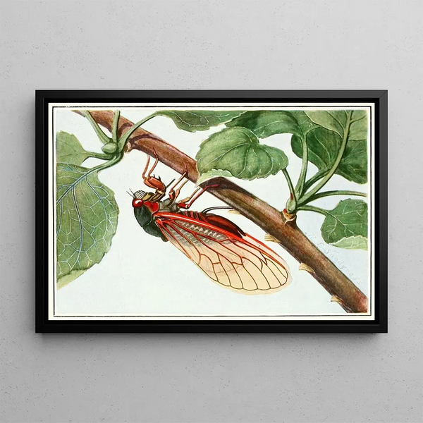 Cigale périodique - Robert Evans Snodgrass — framed artwork on a wall