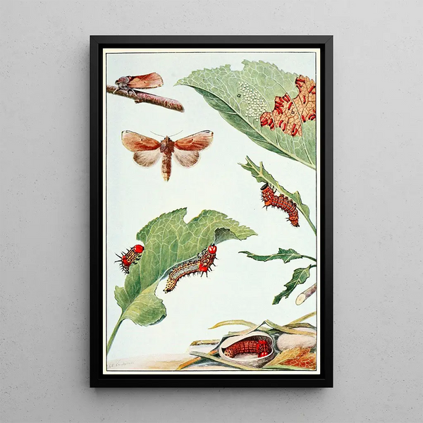 The red hump caterpillar - Robert Evans Snodgrass — framed artwork on a wall