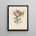 Lys japonais - Robert Havell — framed artwork on a wall