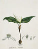 Androcymbium capense L. Krause - Robert Jacob Gordon — artwork view