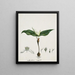 Androcymbium capense L. Krause - Robert Jacob Gordon — framed artwork on a wall