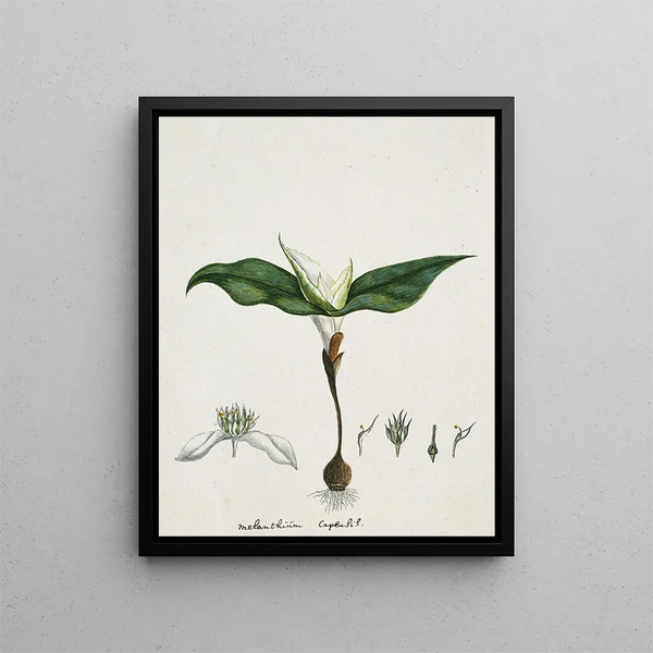 Androcymbium capense L. Krause - Robert Jacob Gordon — framed artwork on a wall