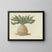 Poisoned Hotentots Bulb Painting - Robert Jacob Gordon — framed artwork on a wall