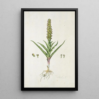 Robert Jacob Gordon - Corycium orobanchoides Lf Swartz.webp