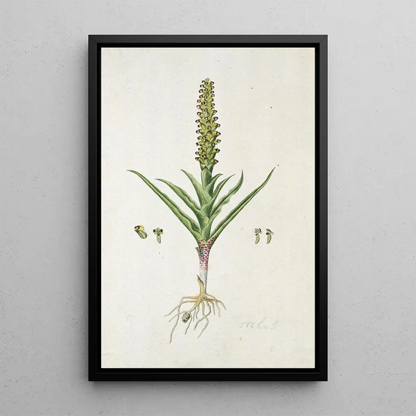 Corycium orobanchoides Lf Swartz - Robert Jacob Gordon — framed artwork on a wall