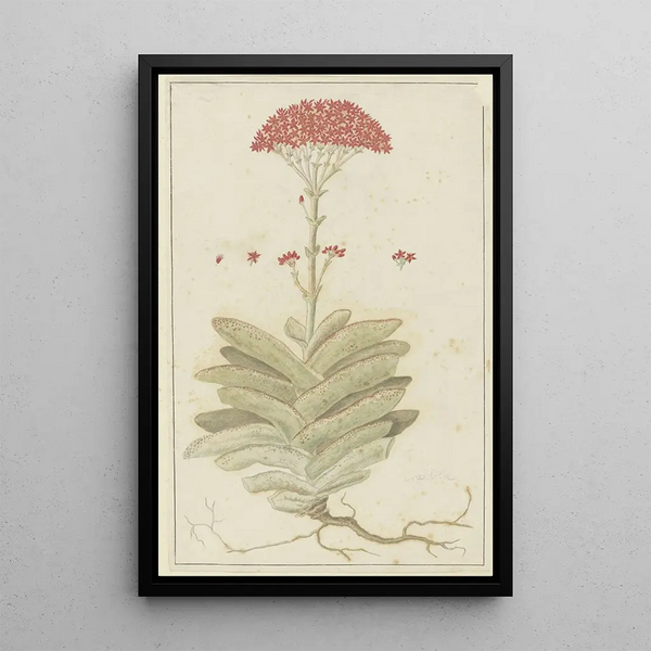 Crassula perfoliata L, Sekelblaarplakkie - Robert Jacob Gordon — framed artwork on a wall