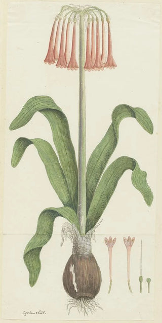 Robert Jacob Gordon - Cyrtanthus carneus Lindl Sandlily.webp