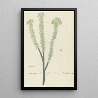 Robert Jacob Gordon - Euryops lateriflorus Lf DC Cape gumtree.webp