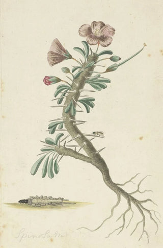 Robert Jacob Gordon - Geranium spinosum.webp