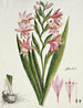 Gladiolus carneus D. Delarochev Belle-dame - Robert Jacob Gordon — artwork view