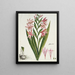 Gladiolus carneus D. Delarochev Belle-dame - Robert Jacob Gordon — framed artwork on a wall