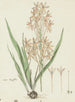 Ixia paniculata D. Delaroche - Robert Jacob Gordon — artwork view
