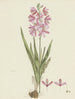 Grandfather Ixia patens - Robert Jacob Gordon — artwork view