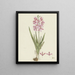 Grandfather Ixia patens - Robert Jacob Gordon — framed artwork on a wall