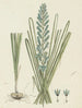 Ixia viridiflora Larn Turquoise ixia - Robert Jacob Gordon — artwork view