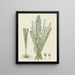 Ixia viridiflora Larn Turquoise ixia - Robert Jacob Gordon — framed artwork on a wall